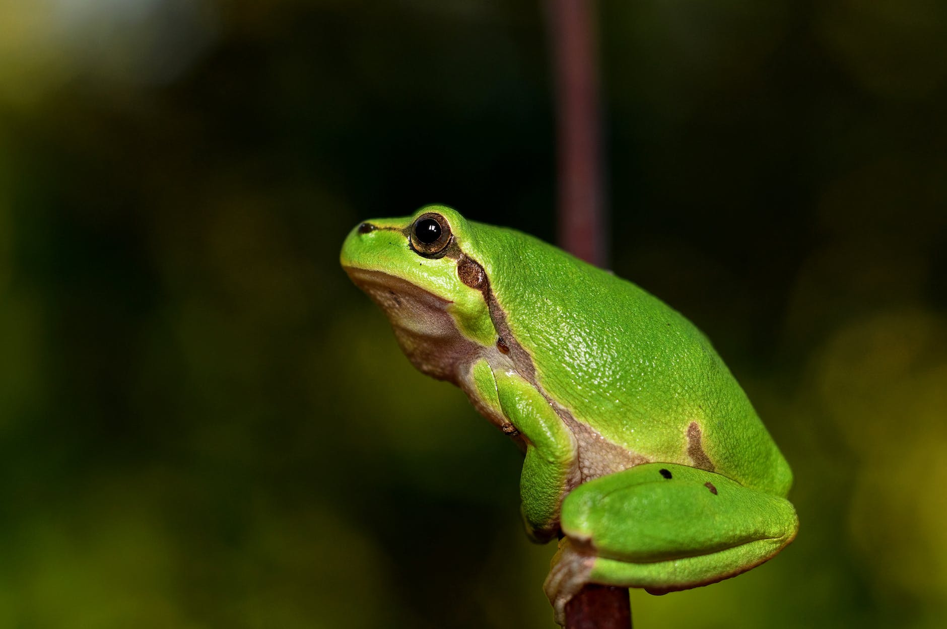 frog green eye
